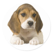 Beagle Sticker by normagolden Beagle Sticker