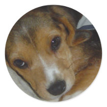 Beagle Sticker 2