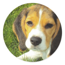 Beagle Stickers