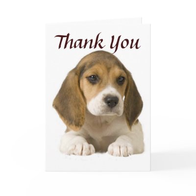 Beagle Thank You Card by normagolden