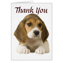 Beagle Thank You Card