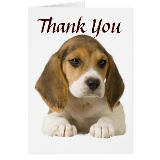 Beagle Thank You Card 