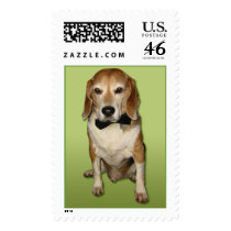 beagle with bowtie postage