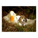 Beagle With Duck Poster posters