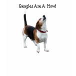 animal, dog, beagle, pet, cute, funny, humorous,