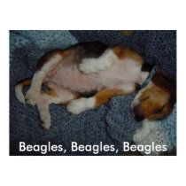 Beagles, Beagles, Beagles framed picture posters
