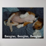 Beagles, Beagles, Beagles framed picture Poster