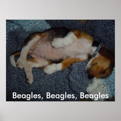 Beagles, Beagles, Beagles framed picture Poster by pugsandbeagles