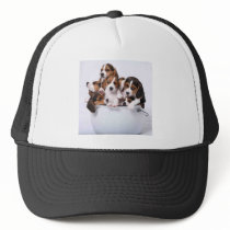 Beagles in Bucket Hat