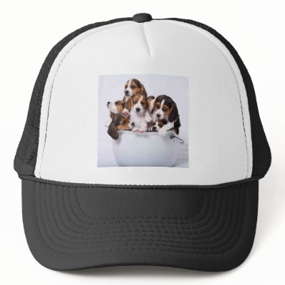 Beagles in Bucket Hat by impo1972