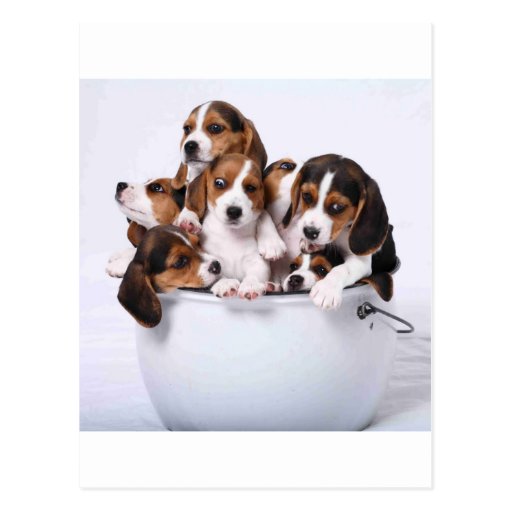 Beagles in Bucket Post Cards