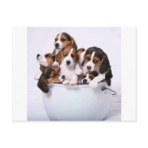 Beagles in Bucket Post Card