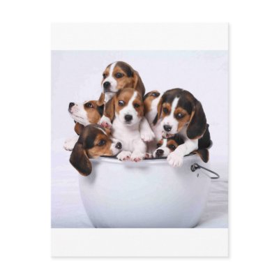 Beagles in Bucket Post Cards by impo1972