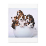 Beagles in Bucket postcards