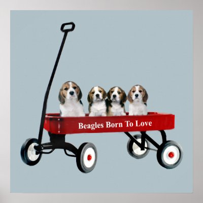 Beagles In Wagon Print by normagolden