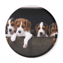 Beagles Magnets