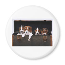 Beagles Magnets