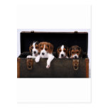 Beagles Post Cards