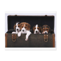 Beagles Post Card