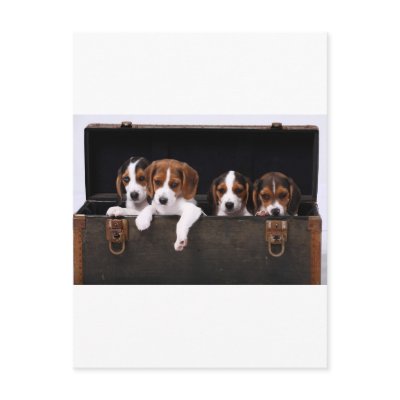 Beagles Post Cards by impo1972