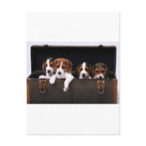 Beagles Post Cards