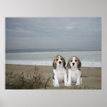 Beagles Print