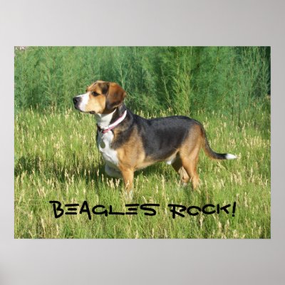 Beagles Rock Poster featuring Cooper by Rarities_by_robert