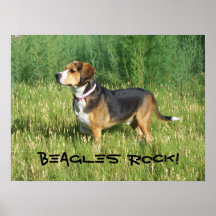 Beagles Rock Poster featuring Cooper