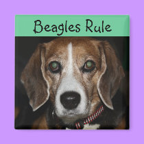 Beagles Rule - magnet magnets