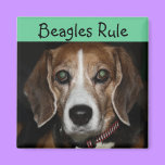 Beagles Rule - magnet