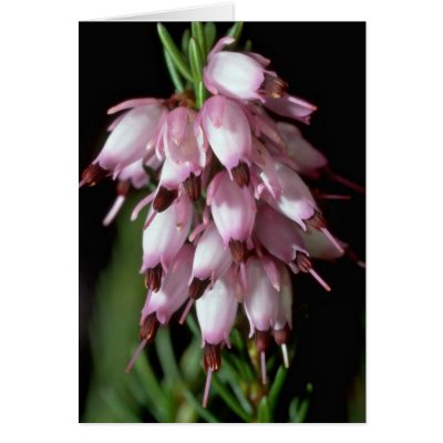 Beak Flowers Greeting Card by BreathtakingNature