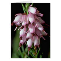 Beak Flowers Greeting Card