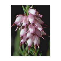 Beak Flowers Postcards