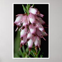 Beak Flowers Poster