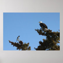 BEAMS Bald Eagle and Magpie Staredown Poster