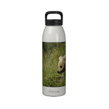 bear-68 reusable water bottle