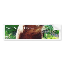 Bear Animal bumper stickers by lifesphere Bear Animal bumper stickers