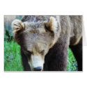 Bear cards by lifesphere Bear cards