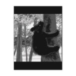 Bear Climbing Tree B/W Post Cards