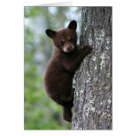 bear cub, bear cubs, bear cub climbing, bear club climbing a tree, bears climbing, bears climbing trees, young bear cub, baby bear cub, playful bear cub, playful bear baby, bear baby, bear babies, adorable bear baby, cute bear cub, adorable bear cub, adorable bear cubs, protecting bears, saving bears, bear wildlife refuge, bear wildlife preserve, newborn baby bear, infant bear, infant baby bear, infant baby bears, young baby bear, lovable baby bear, lovable bear, bear tour, bear tours