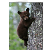 Bear Cub Climbing a Tree Cards