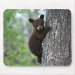bear cub, bear cubs, bear cub climbing, bear club climbing a tree, bears climbing, bears climbing trees, young bear cub, baby bear cub, playful bear cub, playful bear baby, bear baby, bear babies, adorable bear baby, cute bear cub, adorable bear cub, adorable bear cubs, protecting bears, saving bears, bear wildlife refuge, bear wildlife preserve, newborn baby bear, infant bear, infant baby bear, infant baby bears, young baby bear, lovable baby bear, lovable bear, bear tour, bear tours