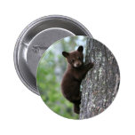 bear cub, bear cubs, bear cub climbing, bear club climbing a tree, bears climbing, bears climbing trees, young bear cub, baby bear cub, playful bear cub, playful bear baby, bear baby, bear babies, adorable bear baby, cute bear cub, adorable bear cub, adorable bear cubs, protecting bears, saving bears, bear wildlife refuge, bear wildlife preserve, newborn baby bear, infant bear, infant baby bear, infant baby bears, young baby bear, lovable baby bear, lovable bear, bear tour, bear tours