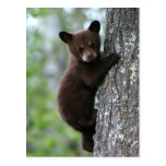 bear cub, bear cubs, bear cub climbing, bear club climbing a tree, bears climbing, bears climbing trees, young bear cub, baby bear cub, playful bear cub, playful bear baby, bear baby, bear babies, adorable bear baby, cute bear cub, adorable bear cub, adorable bear cubs, protecting bears, saving bears, bear wildlife refuge, bear wildlife preserve, newborn baby bear, infant bear, infant baby bear, infant baby bears, young baby bear, lovable baby bear, lovable bear, bear tour, bear tours