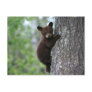 Bear Cub Climbing a Tree Post Cards