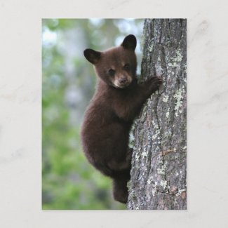 Bear Cub Climbing a Tree Post Cards