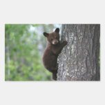 bear cub, bear cubs, bear cub climbing, bear club climbing a tree, bears climbing, bears climbing trees, young bear cub, baby bear cub, playful bear cub, playful bear baby, bear baby, bear babies, adorable bear baby, cute bear cub, adorable bear cub, adorable bear cubs, protecting bears, saving bears, bear wildlife refuge, bear wildlife preserve, newborn baby bear, infant bear, infant baby bear, infant baby bears, young baby bear, lovable baby bear, lovable bear, bear tour, bear tours
