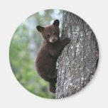 bear cub, bear cubs, bear cub climbing, bear club climbing a tree, bears climbing, bears climbing trees, young bear cub, baby bear cub, playful bear cub, playful bear baby, bear baby, bear babies, adorable bear baby, cute bear cub, adorable bear cub, adorable bear cubs, protecting bears, saving bears, bear wildlife refuge, bear wildlife preserve, newborn baby bear, infant bear, infant baby bear, infant baby bears, young baby bear, lovable baby bear, lovable bear, bear tour, bear tours