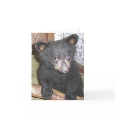 Bear Cub Note Card by BearRehab