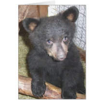 Bear Cub Note Card